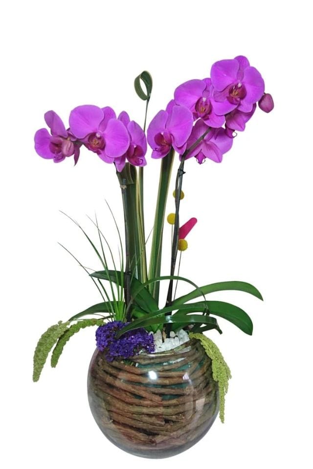 ORQUIDEA PHALAENOPSIS MORADA COLOCADA EN BASE DE CRISTAL DECORADA CON FINOS FOLLAJES