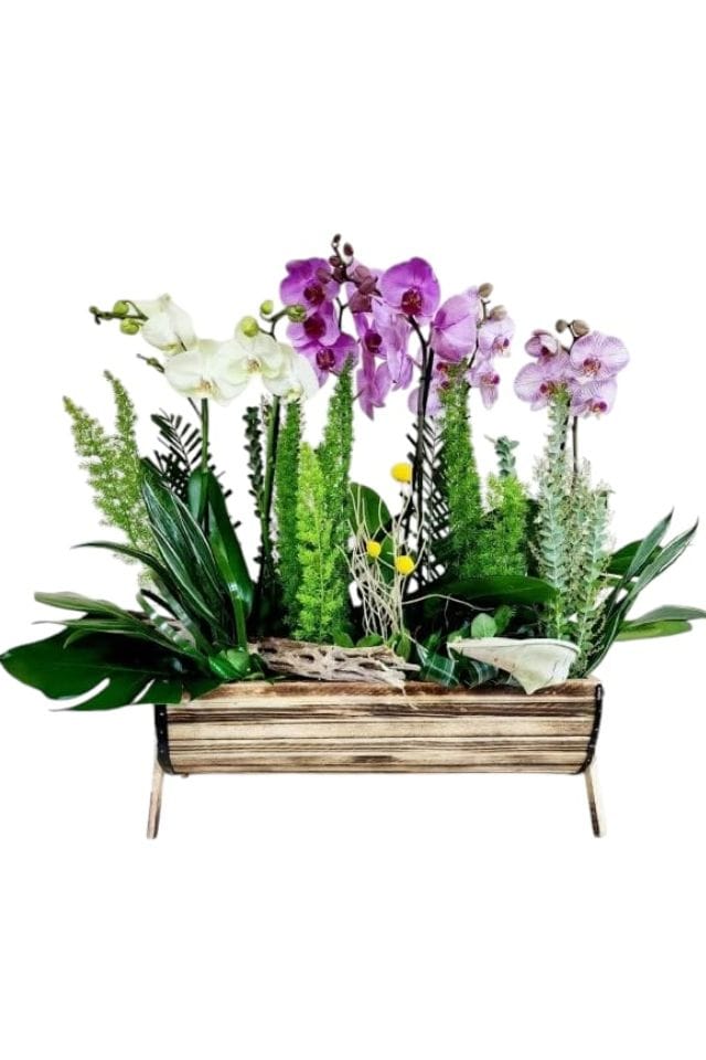 ORQUIDEAS PHALAENOPSIS DE 3 COLORES DIFERENTES EN MACETA Y FINOS FOLLAJES COMO DECORACION