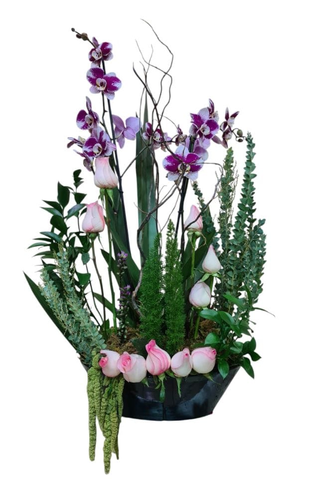 PLANTA DE ORQUIDEA PHANELOPSIS, EN BASE OVALADA, CON ROSAS, Y FINO FOLLAJE.