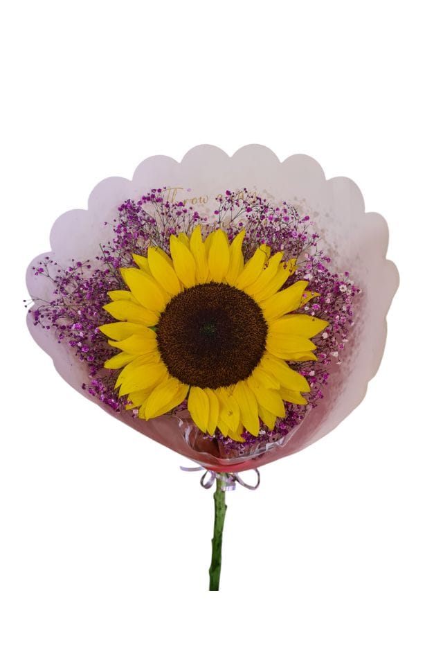 GIRASOL CON GIPSOPHILIA ENVUELTO CON PAPEL DECORATIVO