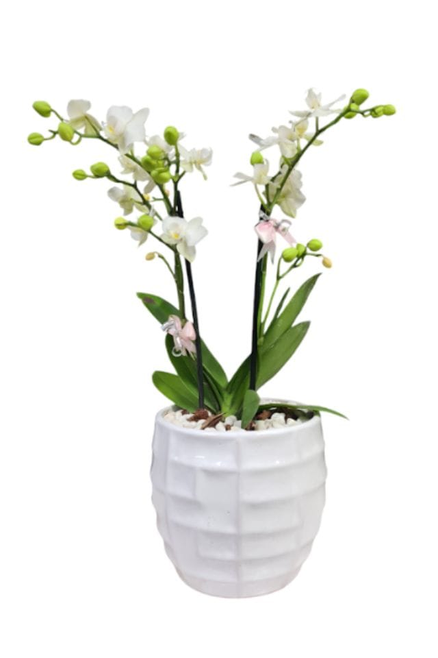 PLANTA DE ORQUIDEA  MINI MULTIFLORA EN BASE SE CERAMICA