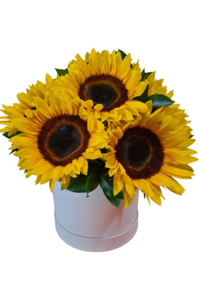CAJA BLANCA DE 8 GIRASOLES