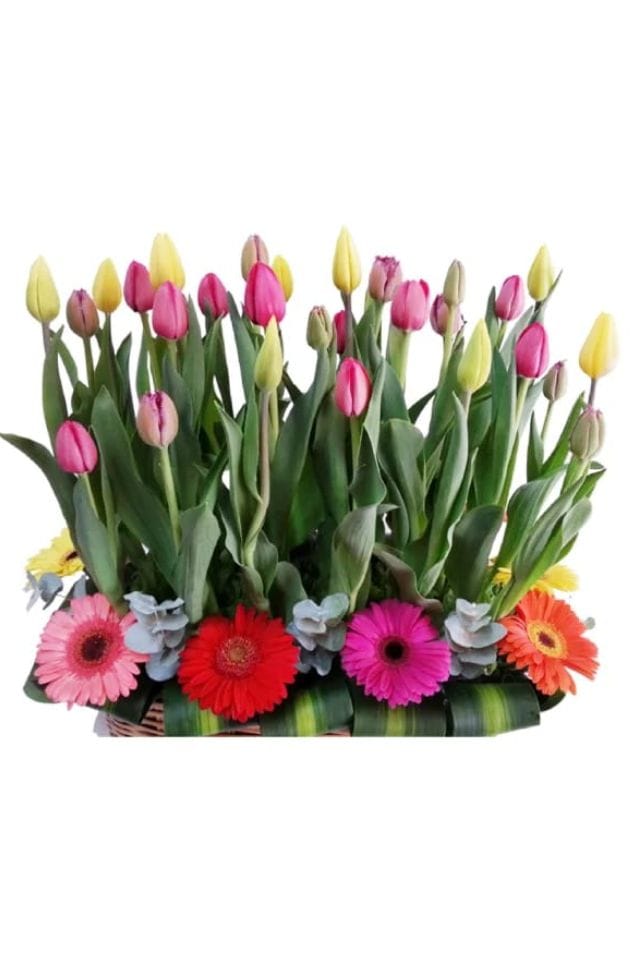 ARRFLO DE 30 TULIPANES MULTICOLORES PUESTOS EN CANASTA DE MIMBRE Y GERBERAS
