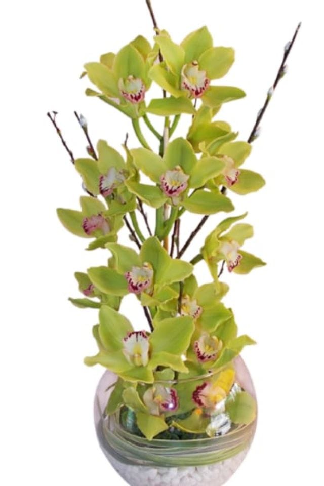 BONITA ORQUIDEA CIMBIDIUM VERDE EN PECERA DE VIDRIO CON MARMOL TRITURADO Y FOLLAJE