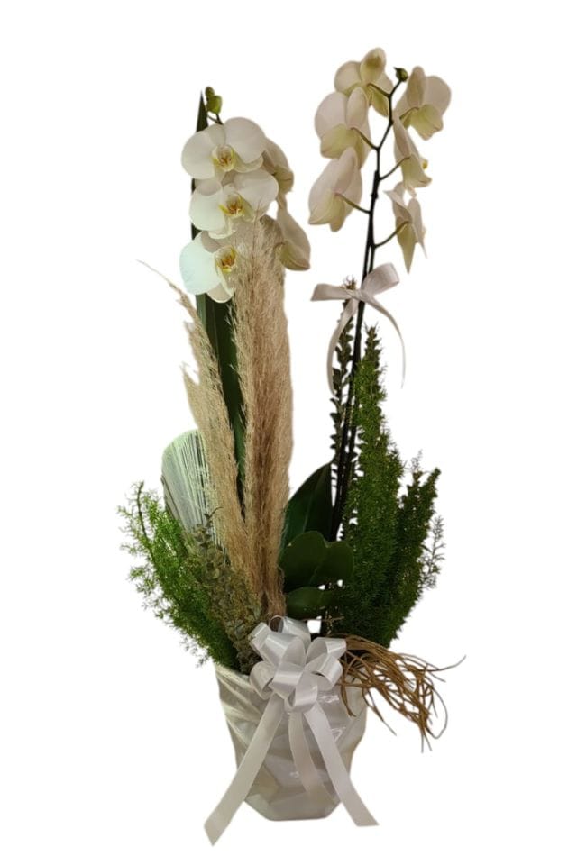 HERMOSA PLANTA DE ORQUIDEA PHALEANOPSIS BLANCA DISPUESTA EN BASE DE CERAMICA Y FINO FOLLAJE DECORATIVO
