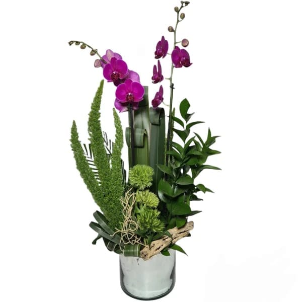 PHALAEONOPSIS